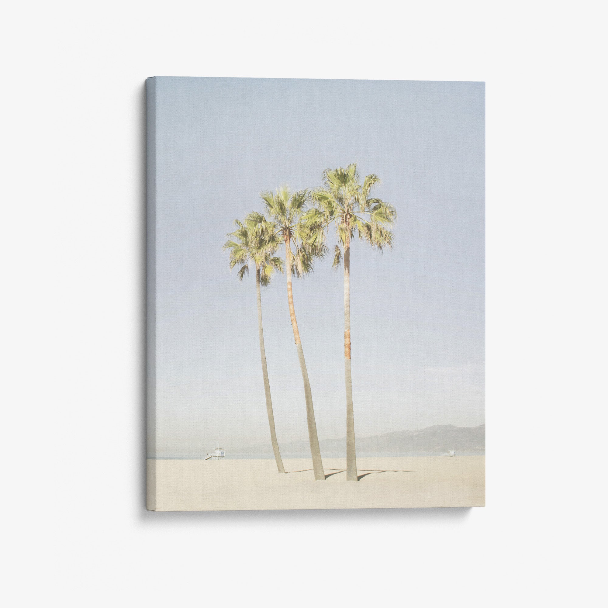 Venice Beach Palm Tree Canvas Print 'Three Palms'