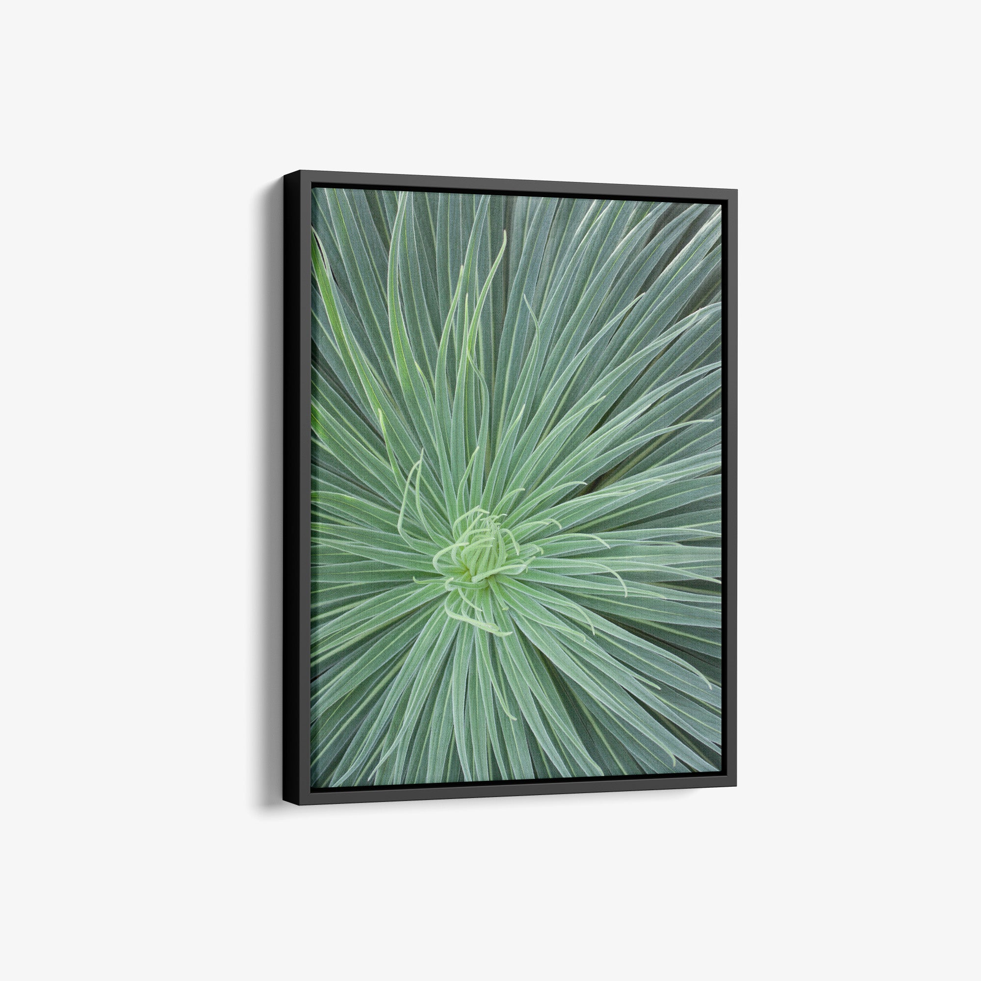 Dramatic Green Botanical Canvas Artwork, 'Desert Fireworks II'
