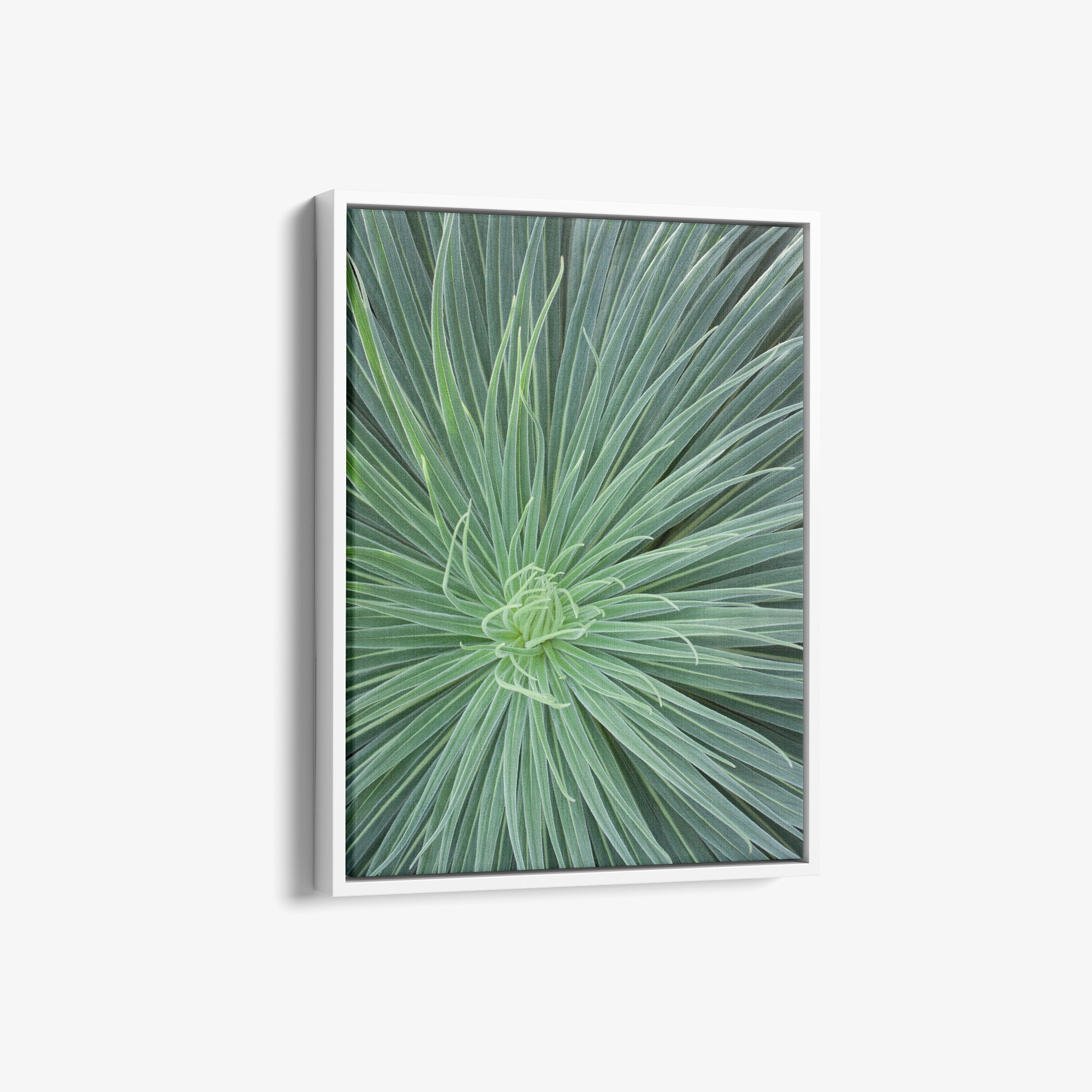 Dramatic Green Botanical Canvas Artwork, 'Desert Fireworks II'