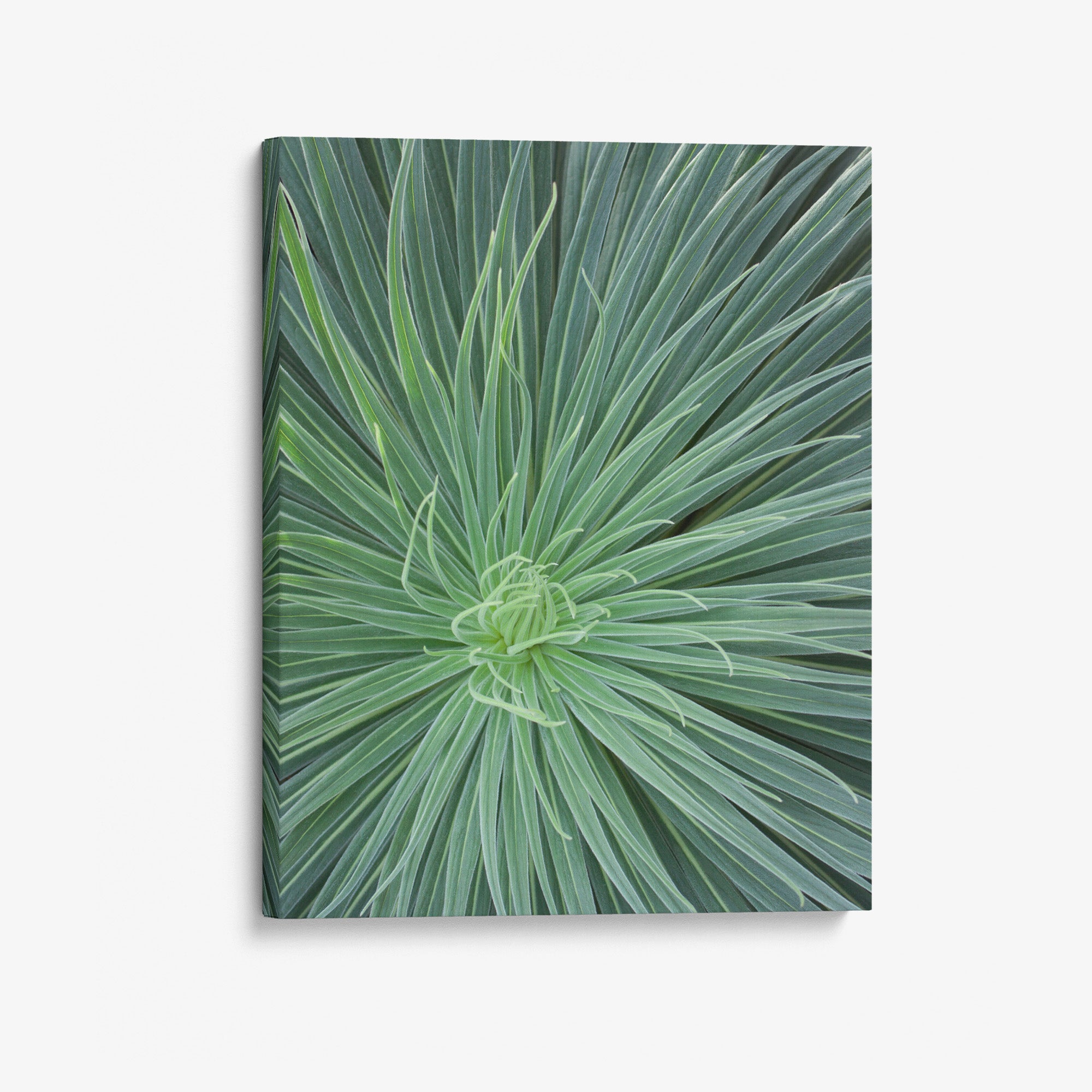 Dramatic Green Botanical Canvas Artwork, 'Desert Fireworks II'