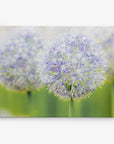 Botanical Wall Art, Allium Print, Modern Farmhouse Artwork, 'Blue Allium'