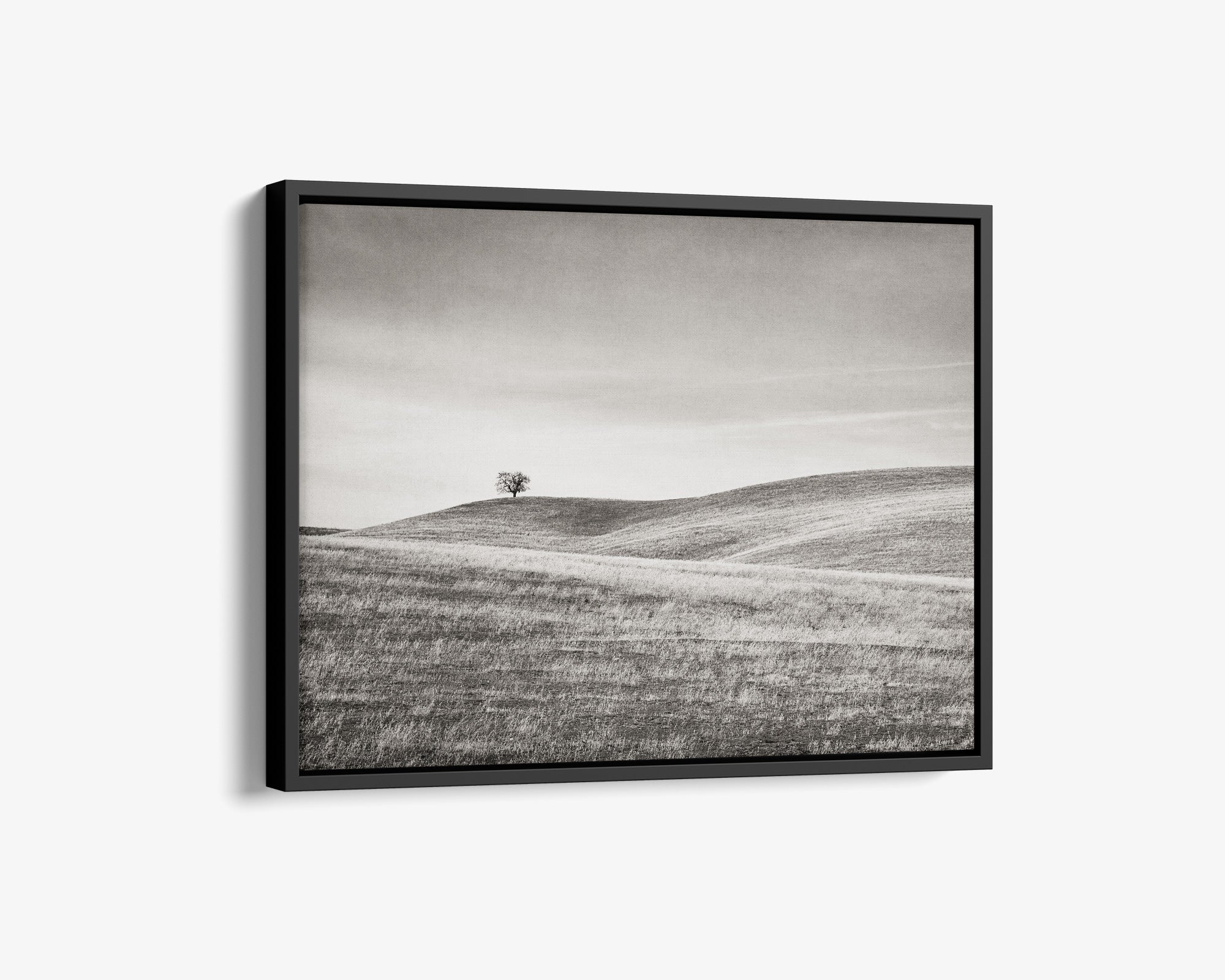 California Central Coast Landscape Canvas Wall Decor 'Golden Ynez (Black & White)'