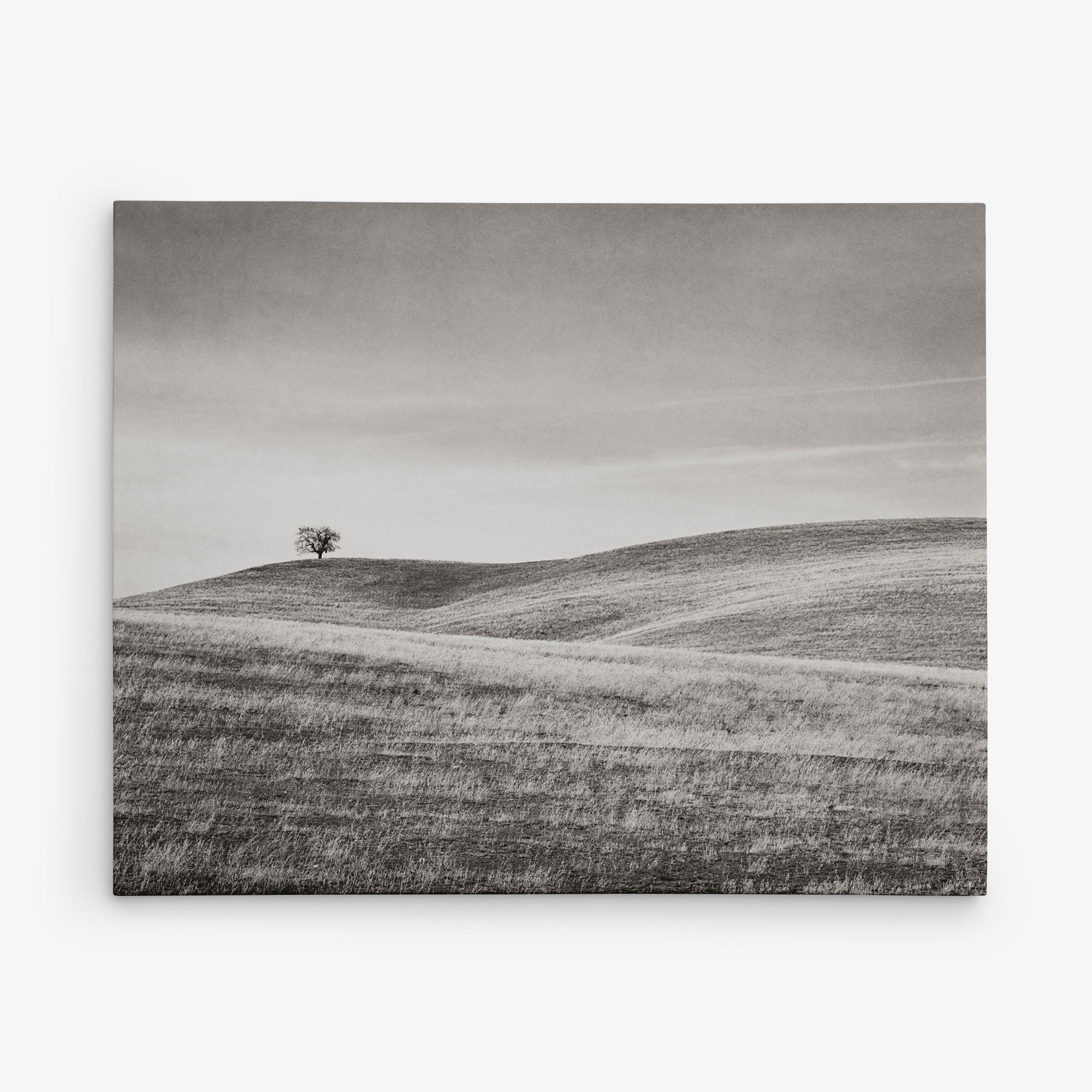 California Central Coast Landscape Canvas Wall Decor 'Golden Ynez (Black & White)'