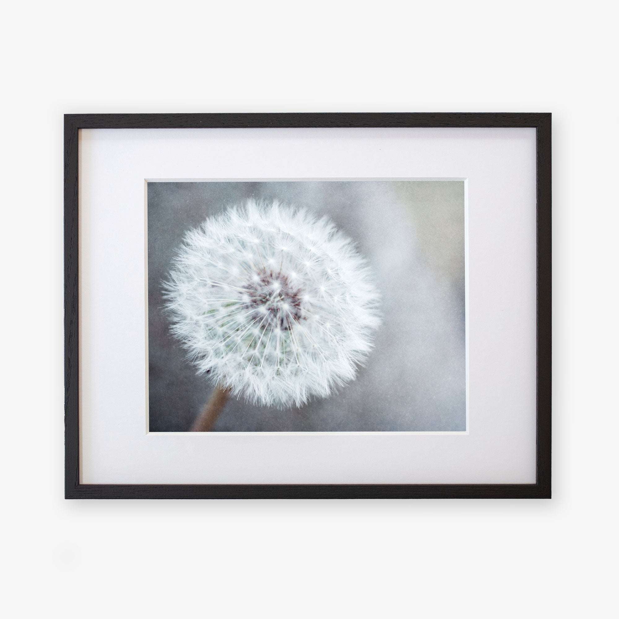 A framed photograph of a close-up view of a Neutral Grey Floral Print, 'Dandelion King', printed on archival photographic paper, displaying its delicate white tufts, with a black frame and white matting against a light Offley Green.