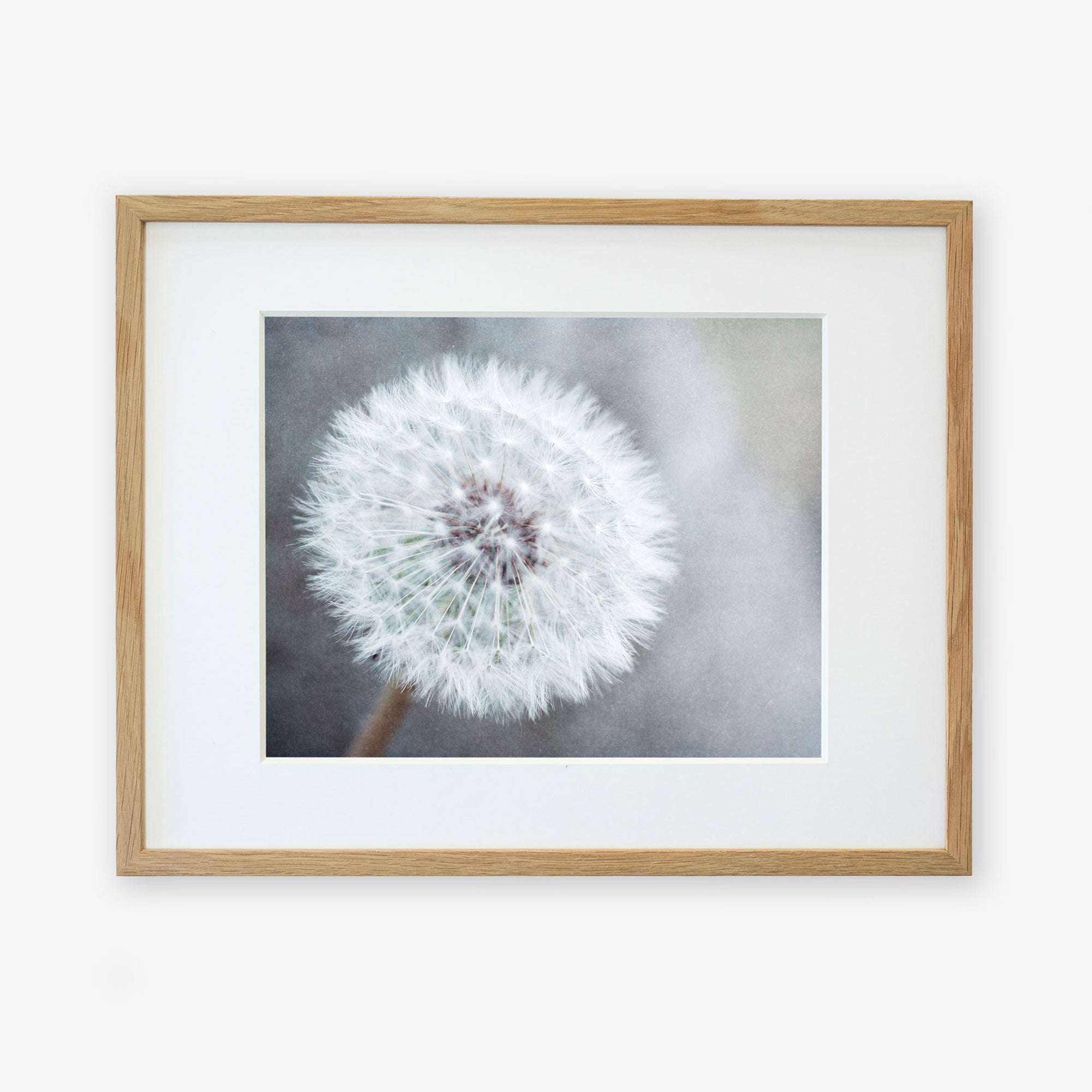 A framed Neutral Grey Floral Print, 'Dandelion King' photograph of a dandelion seed head, with intricate details of its fluffy white seeds, printed on archival photographic paper, displayed against a soft focus gray background, encased in a light wooden frame by Offley Green.