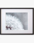 A framed Grey Botanical Print, 'Dandelion Queen' by Offley Green, featuring a close-up view of a dandelion tuft with delicate white filaments against a soft, blurred background. The frame is dark with a white mat border.