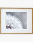 A framed Grey Botanical Print, 'Dandelion Queen' by Offley Green, displaying delicate white fluff and seeds of a dandelion tuft, mounted on a wall with a light wooden frame and white matte border.