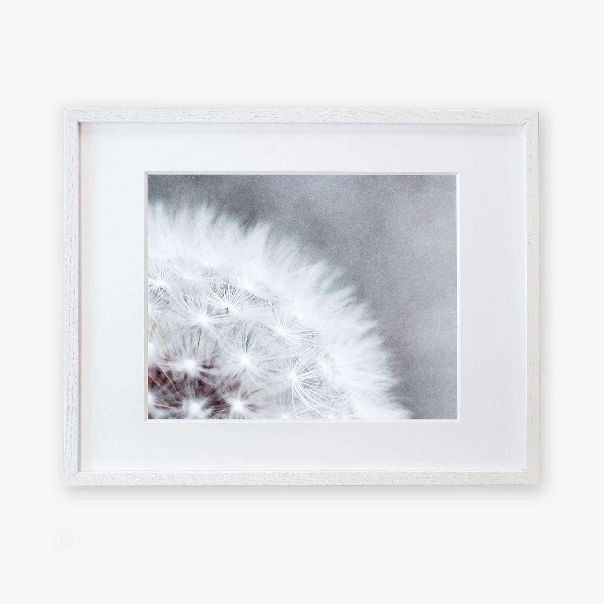 A close-up photograph of a Grey Botanical Print, 'Dandelion Queen', displayed in a white frame against a white background. The seed head is detailed, showing the delicate, feathery seeds by Offley Green.
