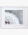 A close-up photograph of a Grey Botanical Print, 'Dandelion Queen', displayed in a white frame against a white background. The seed head is detailed, showing the delicate, feathery seeds by Offley Green.