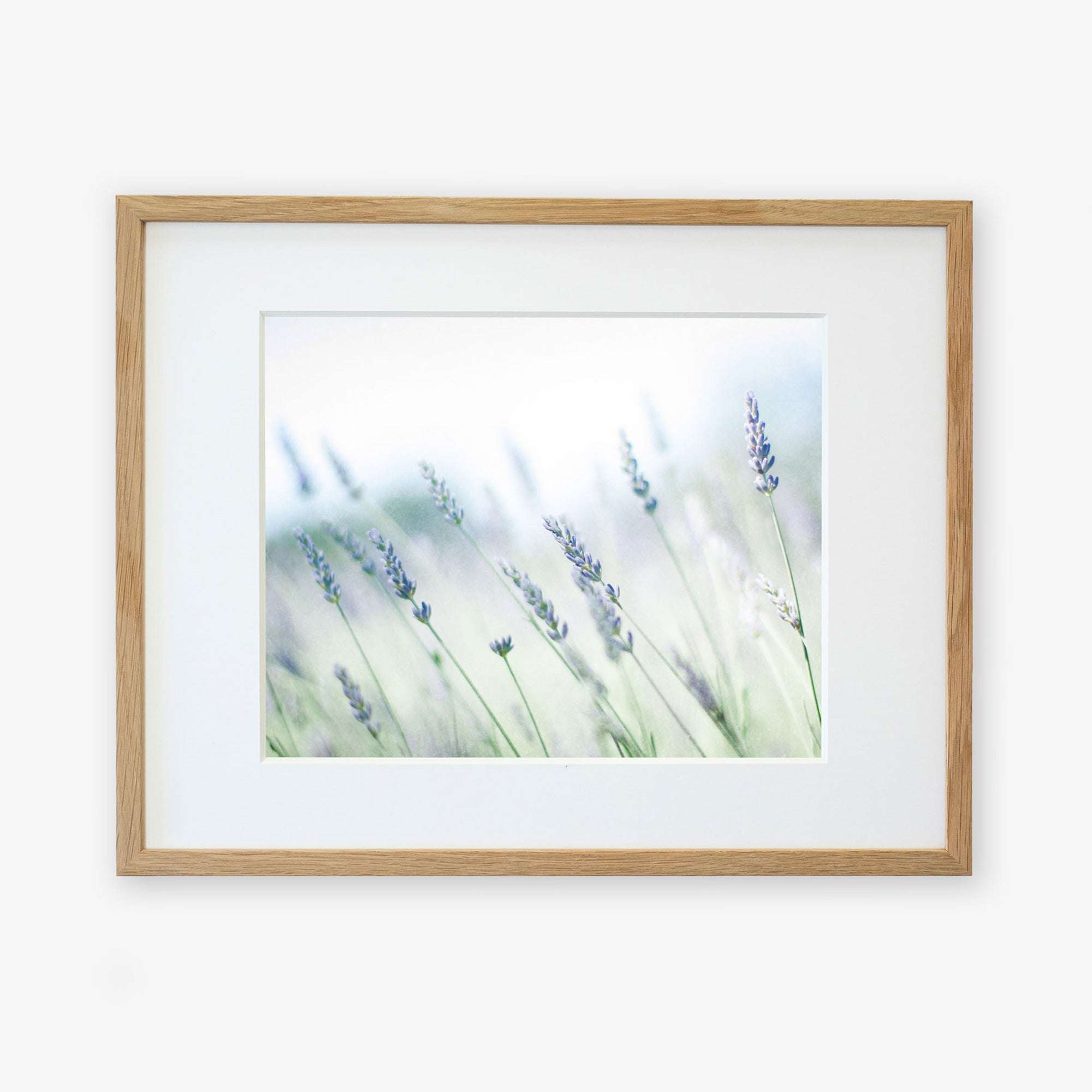 A framed photograph of Rustic Farmhouse Floral Wall Art, &#39;Buds of Lavender&#39; from Offley Green, displayed in soft focus, with a gentle, dreamy effect enhancing the light pastel colors. The frame is simple and made of light wood.
