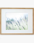 A framed photograph of Rustic Farmhouse Floral Wall Art, 'Buds of Lavender' from Offley Green, displayed in soft focus, with a gentle, dreamy effect enhancing the light pastel colors. The frame is simple and made of light wood.