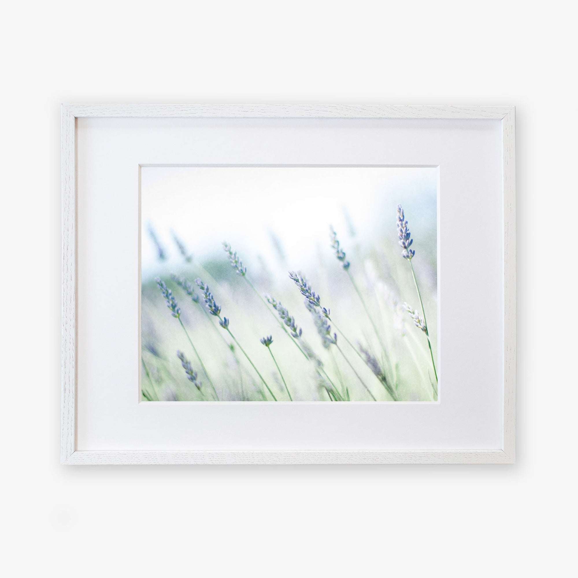 A framed photograph of delicate lavender flowers in a soft focus, with light tones and a hint of green foliage, printed on archival photographic paper, displayed in a simple white frame against a white background. This is the Rustic Farmhouse Floral Wall Art &#39;Buds of Lavender&#39; by Offley Green.