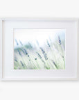 A framed photograph of delicate lavender flowers in a soft focus, with light tones and a hint of green foliage, printed on archival photographic paper, displayed in a simple white frame against a white background. This is the Rustic Farmhouse Floral Wall Art 'Buds of Lavender' by Offley Green.