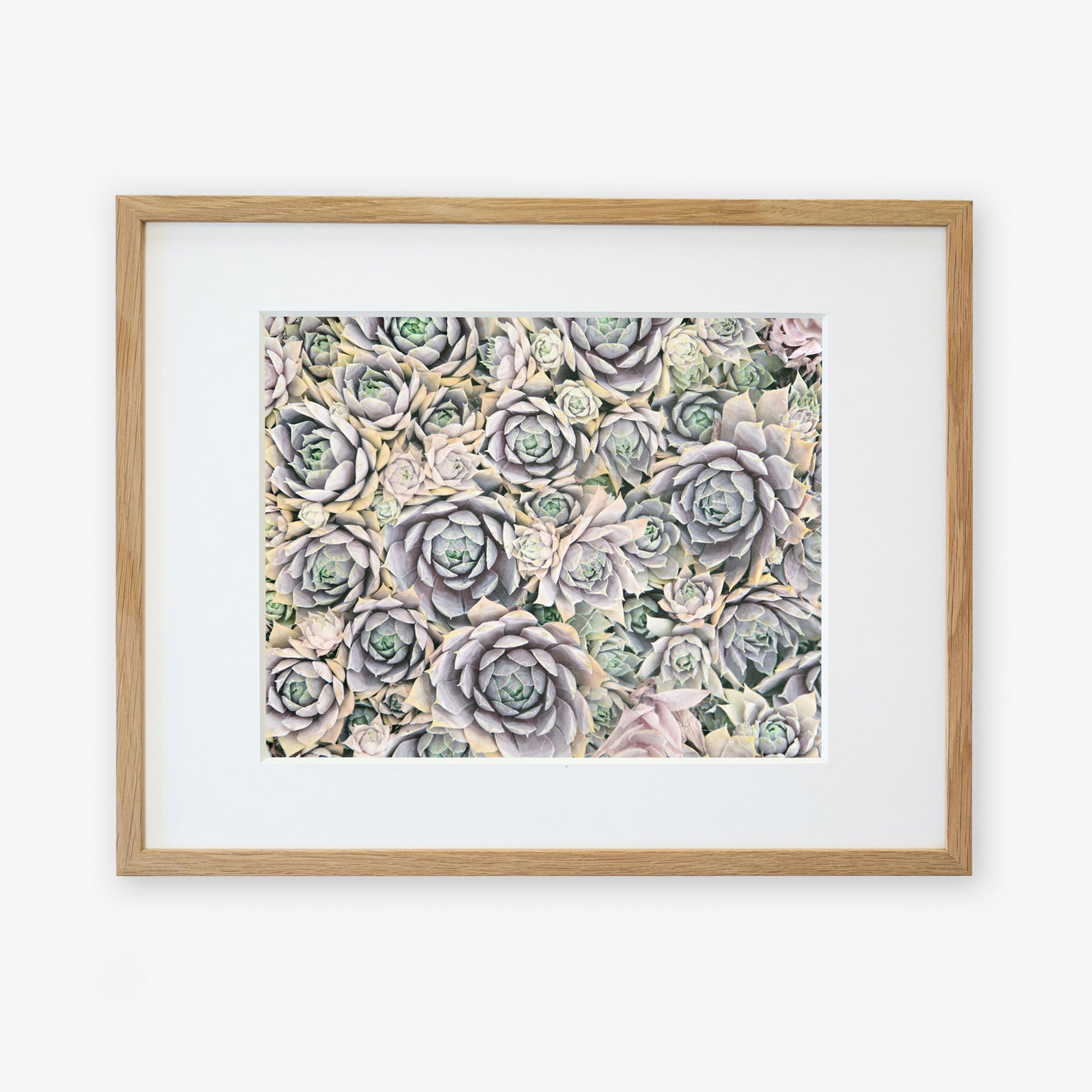 A wooden-framed, white-matted Pastel Green Botanical Print 'Succulents Forever' from Offley Green. The succulents are tightly packed, displaying a range of pastel colors and shades of green, indicating a mixed variety. Printed on archival photographic paper, the image provides a serene and natural aesthetic.