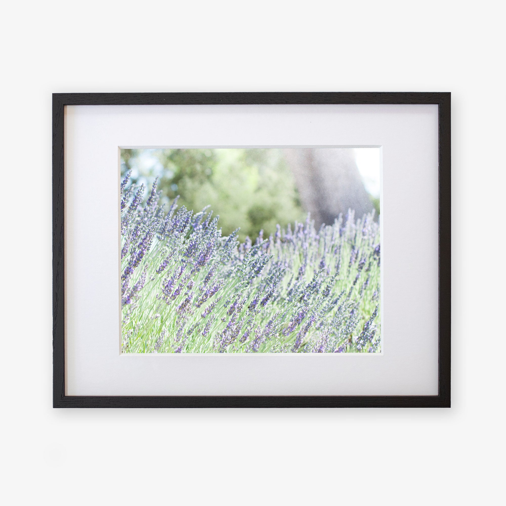 A black-framed picture hangs on a white wall, showcasing Offley Green’s Rustic Floral Print, 'Fields of Lavender.' The image captures a close-up view of the lavender plants in bloom, printed on archival photographic paper, with a blurred background of greenery and sky, creating a serene and natural scene.