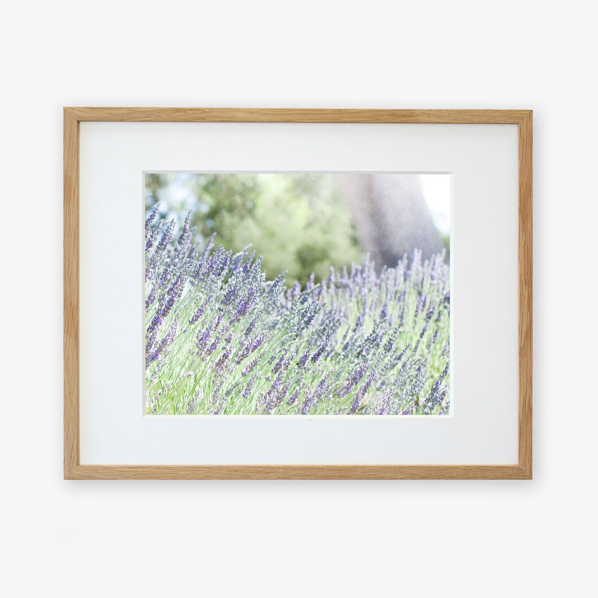 A framed photograph showing a field of lavender in bloom, printed on archival photographic paper. The lavender flowers are a mix of purple and green, swaying slightly as if in a gentle breeze. The light-colored wooden frame surrounds the image, with a white mat board inside. This is the Rustic Floral Print, 'Fields of Lavender' by Offley Green.