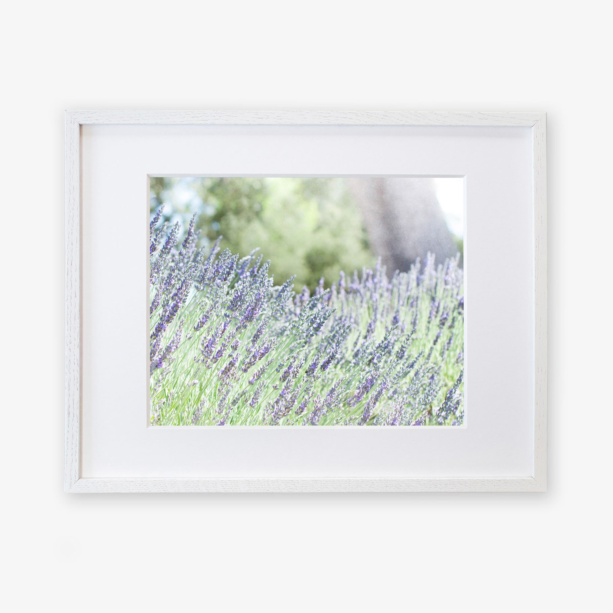 A framed photograph of a vibrant lavender field in bloom. The lavender flowers are a mix of purple hues, set against a soft-focus background of green foliage and trees. Printed on archival photographic paper, the frame is white, complementing the light, airy feel of this Rustic Floral Print, 'Fields of Lavender' by Offley Green.