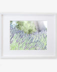 A framed photograph of a vibrant lavender field in bloom. The lavender flowers are a mix of purple hues, set against a soft-focus background of green foliage and trees. Printed on archival photographic paper, the frame is white, complementing the light, airy feel of this Rustic Floral Print, 'Fields of Lavender' by Offley Green.