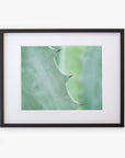 A close-up photograph of a Mint Green Botanical Print, 'Aloe Vera Spikes' by Offley Green, printed on archival photographic paper, against a white background.