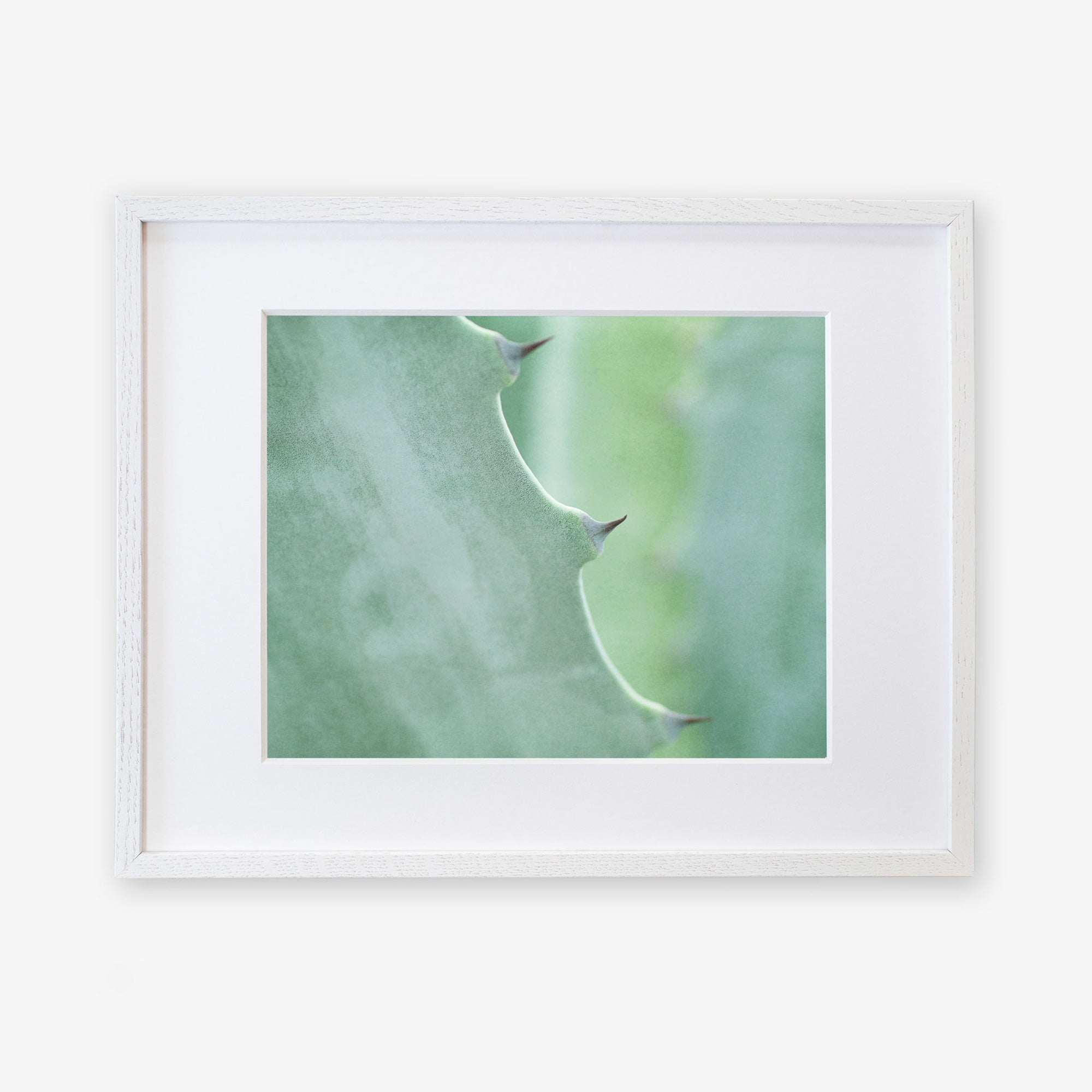 A close-up photo of an Offley Green Mint Green Botanical Print, 'Aloe Vera Spikes' leaf, showing its green surface and thorny edges, printed on archival photographic paper against a white background.