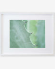A close-up photo of an Offley Green Mint Green Botanical Print, 'Aloe Vera Spikes' leaf, showing its green surface and thorny edges, printed on archival photographic paper against a white background.