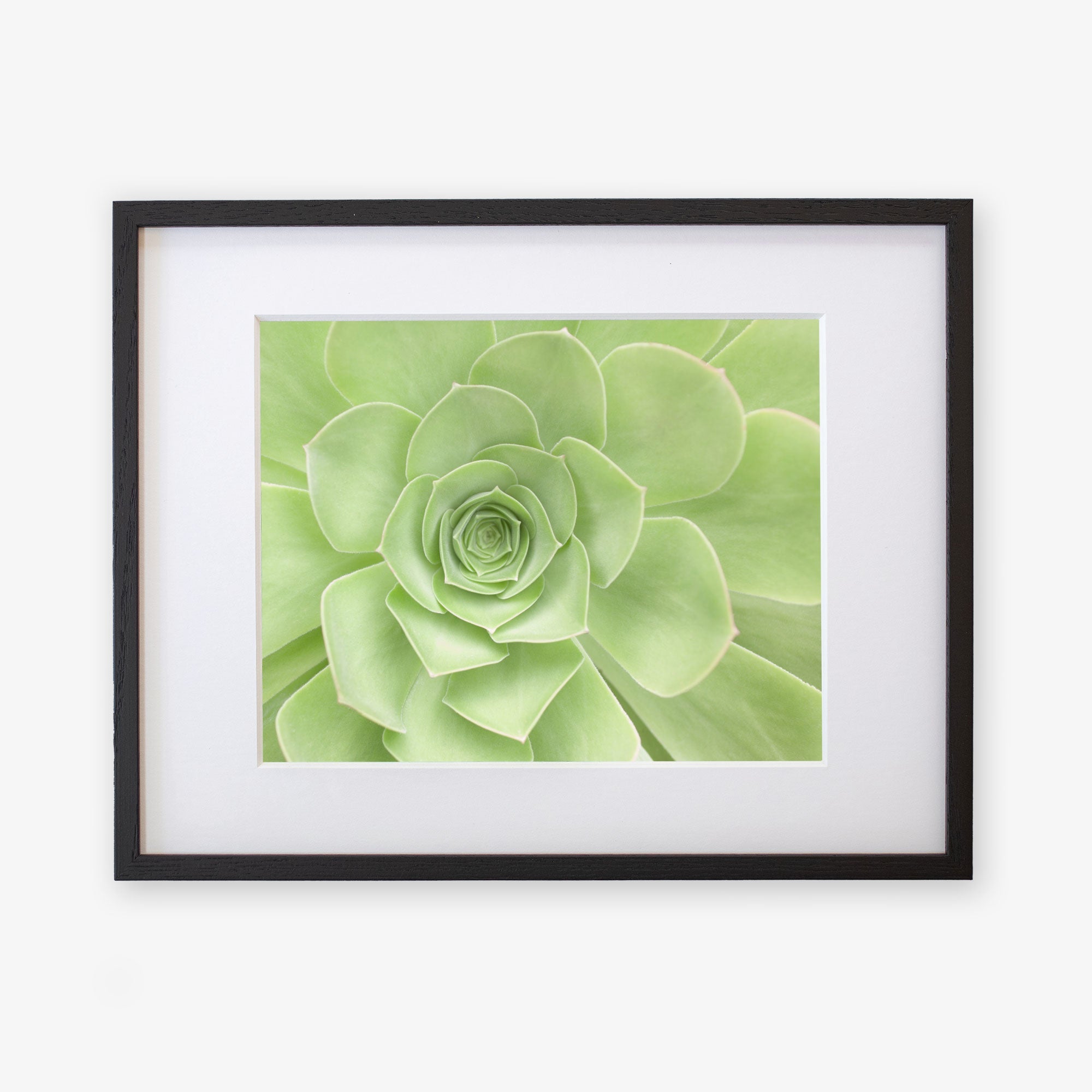 Framed Sage Green Print, 'Succulent Heart' by Offley Green featuring light green leaves displayed against a white background. The plant's rosette pattern is prominently featured, showcasing its layered leaves in a symmetrical and visually pleasing arrangement on archival photographic paper.