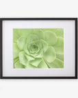 Framed Sage Green Print, 'Succulent Heart' by Offley Green featuring light green leaves displayed against a white background. The plant's rosette pattern is prominently featured, showcasing its layered leaves in a symmetrical and visually pleasing arrangement on archival photographic paper.