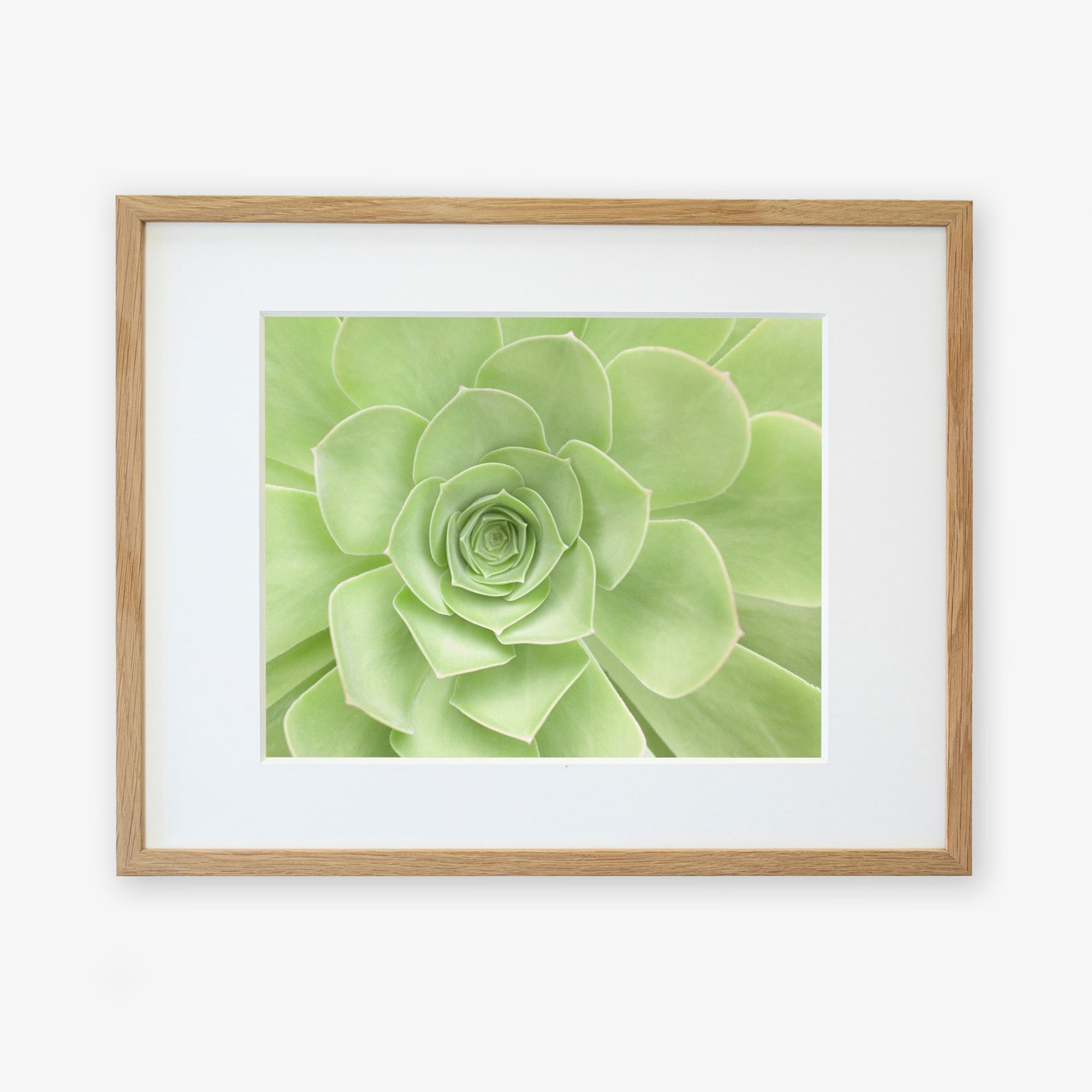 A framed photo of a green succulent plant, centered within a minimalist wooden frame against a white background. The plant's leaves form a symmetrical rosette pattern, showcasing various shades of green and printed on archival photographic paper. This is the Sage Green Print, 'Succulent Heart' by Offley Green.
