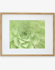 A framed photo of a green succulent plant, centered within a minimalist wooden frame against a white background. The plant's leaves form a symmetrical rosette pattern, showcasing various shades of green and printed on archival photographic paper. This is the Sage Green Print, 'Succulent Heart' by Offley Green.
