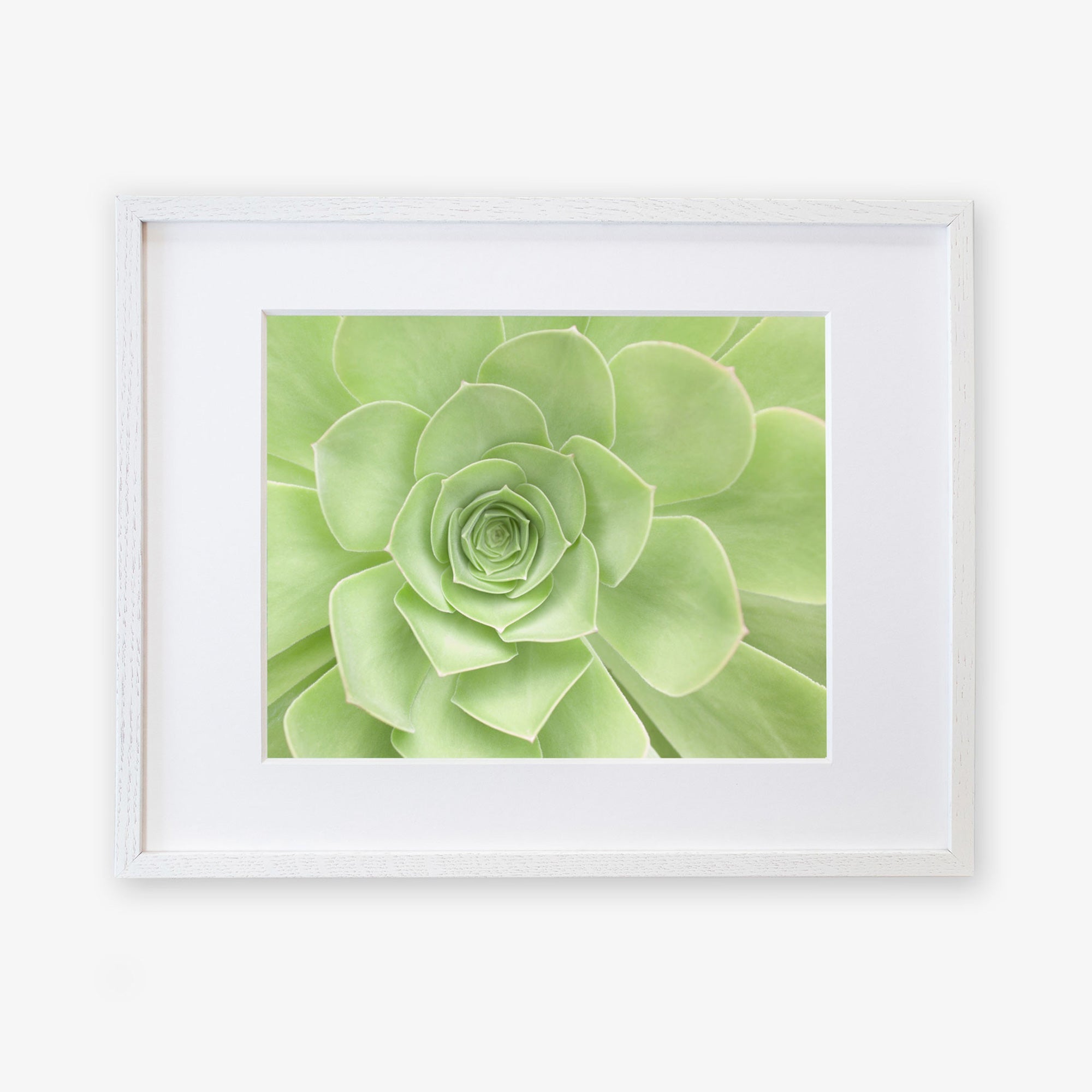 A framed picture featuring a close-up of a light green succulent plant with symmetrical, overlapping leaves arranged in a rosette pattern. This captivating piece of succulent plant photography is printed on archival photographic paper. The frame is white, ensuring the Sage Green Print, 'Succulent Heart' by Offley Green remains the focal point.