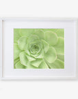 A framed picture featuring a close-up of a light green succulent plant with symmetrical, overlapping leaves arranged in a rosette pattern. This captivating piece of succulent plant photography is printed on archival photographic paper. The frame is white, ensuring the Sage Green Print, 'Succulent Heart' by Offley Green remains the focal point.