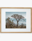 An unframed photograph of a solitary tree with a sprawling canopy, overlooking a serene ocean with distant islands, printed on archival photographic paper against a white background from Offley Green's California Landscape Art in Big Sur, 'Wind Blown Tree'.