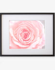 A framed Pink Rose Print of a close-up view of a soft pink rose in bloom, with delicate petals unfurling at the center, set against a white background by Offley Green.