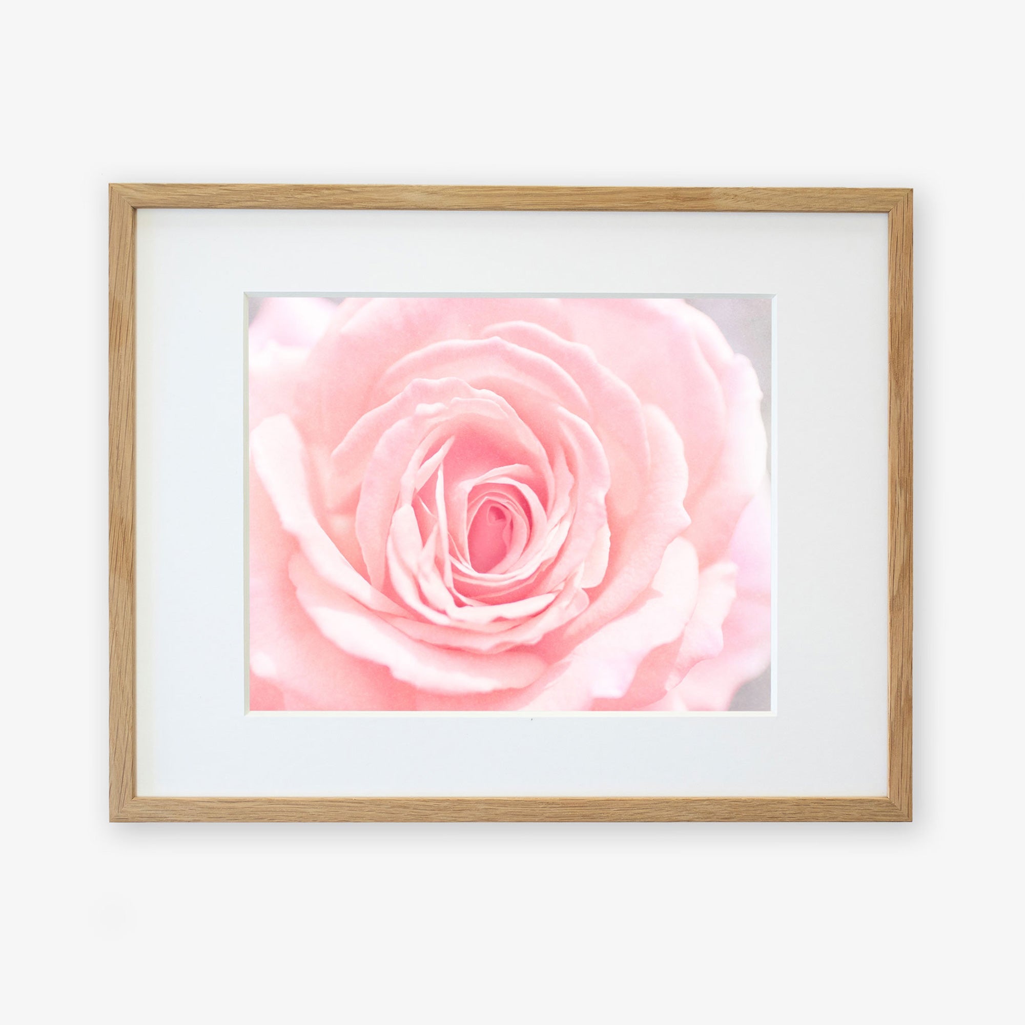 A framed Pink and Shabby print of a close-up view of a delicate pink rose in bloom with soft focus, highlighting the intricate details of its petals, displayed in a light wooden frame by Offley Green.