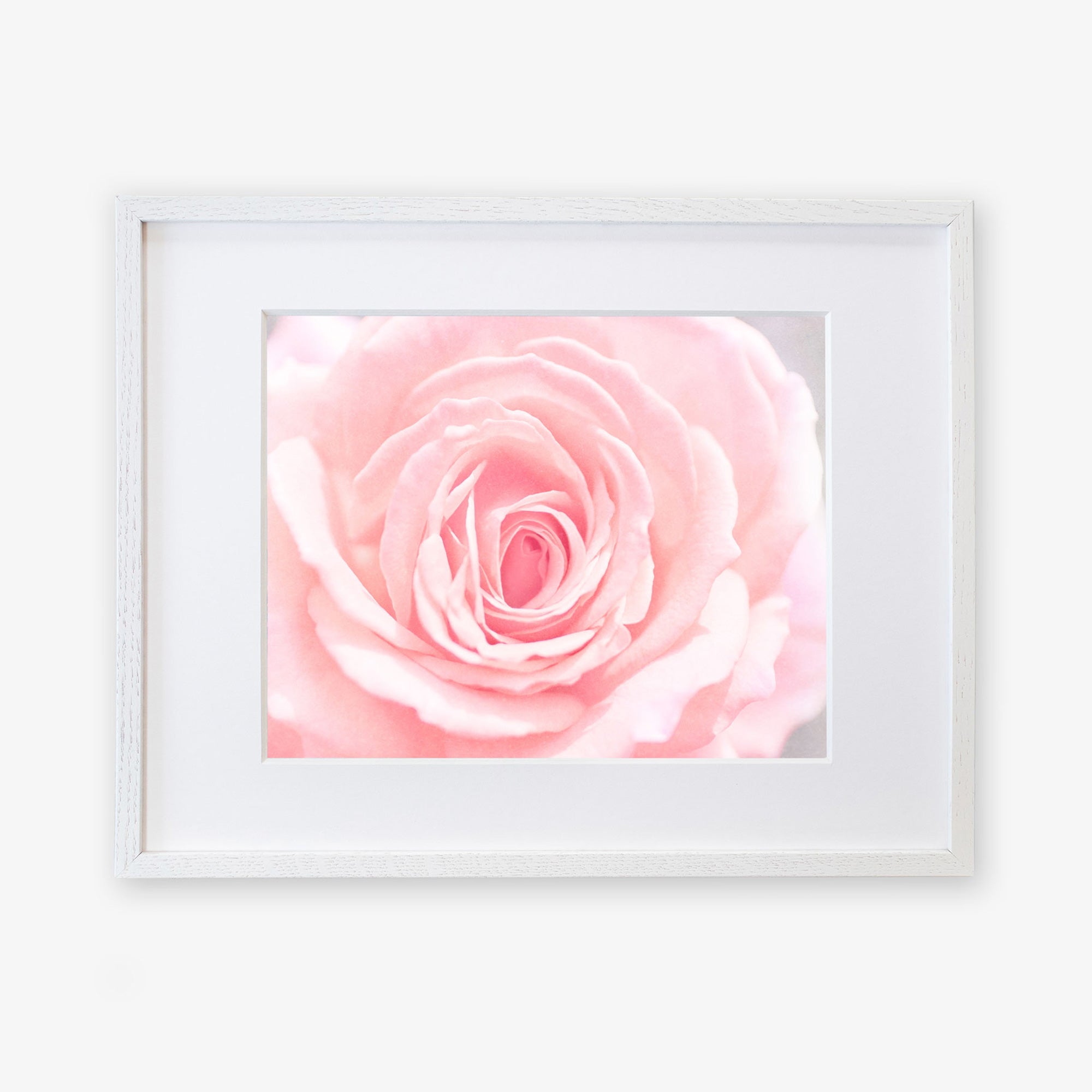 A framed Pink Rose Print, 'Pink and Shabby' by Offley Green, displaying a delicate pink rose in bloom, centered and prominently displayed against a soft white background, on archival photographic paper in a simple white frame.