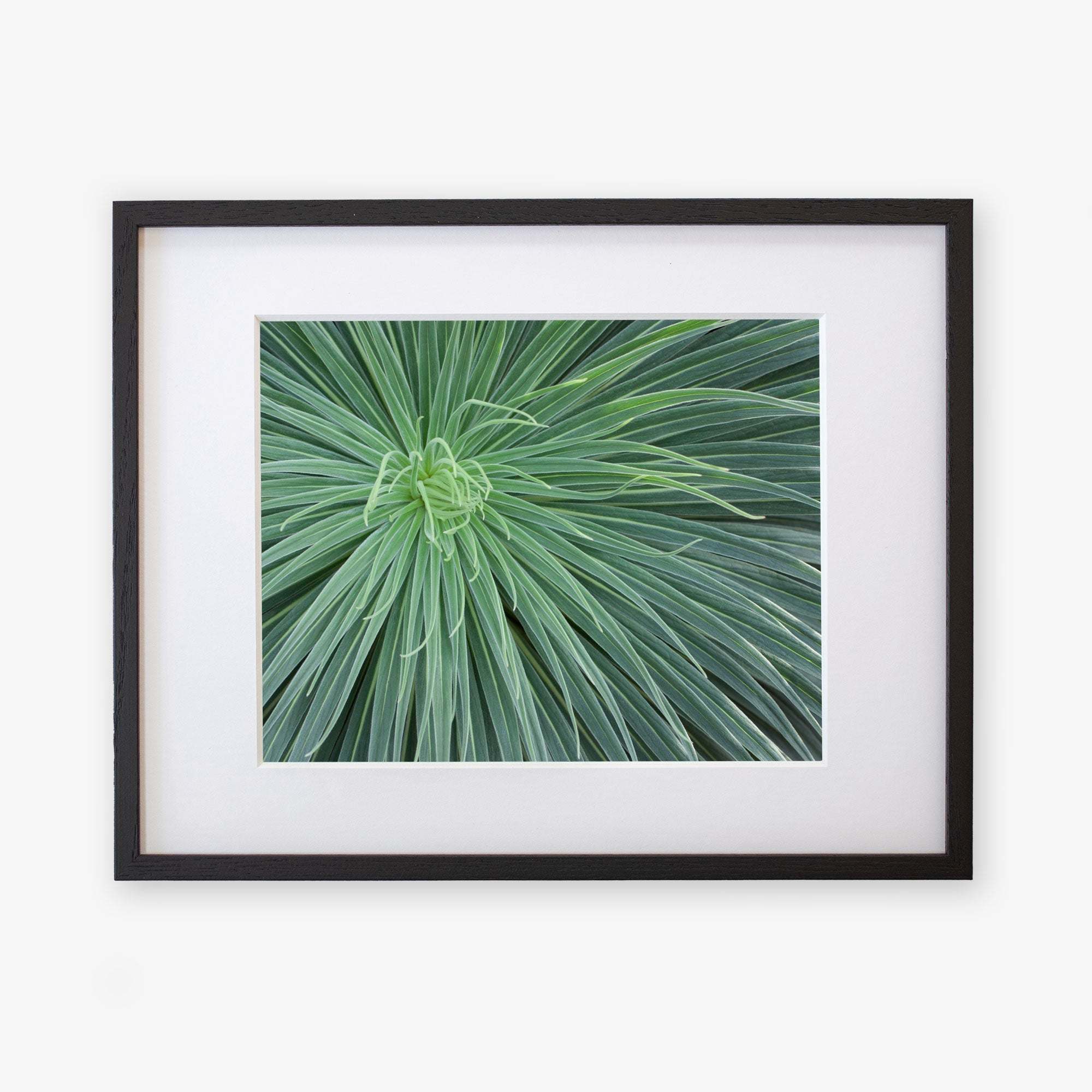 A framed photograph of an Abstract Green Botanical Print, 'Desert Fireworks' by Offley Green, showing a close-up of its spiky leaves radiating from the center, printed on archival photographic paper. The black frame contrasts with the white mat.