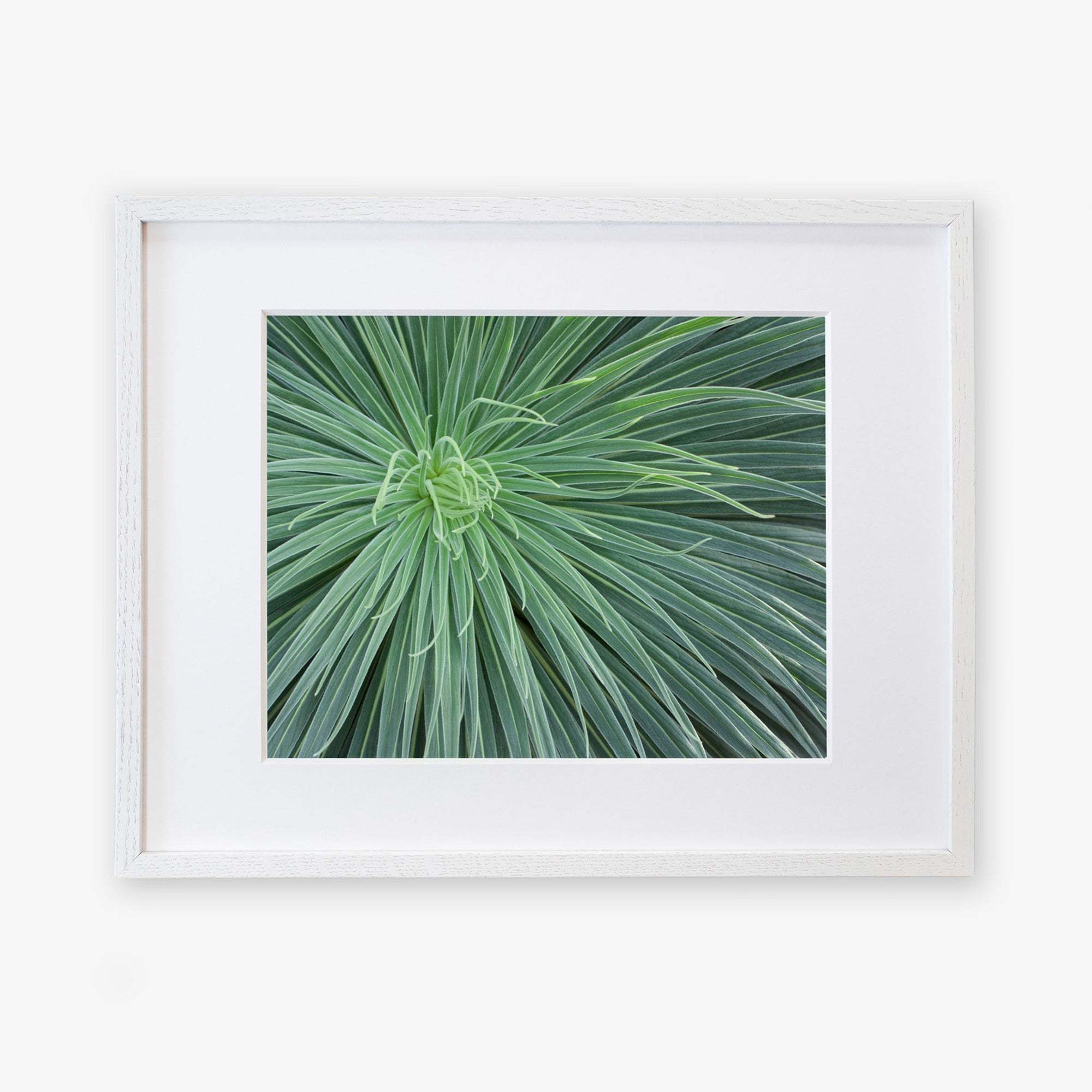A framed photograph displaying a close-up view of an Abstract Green Botanical Print, 'Desert Fireworks' by Offley Green, printed on archival photographic paper. The frame is simple and white, highlighting the vibrant green.