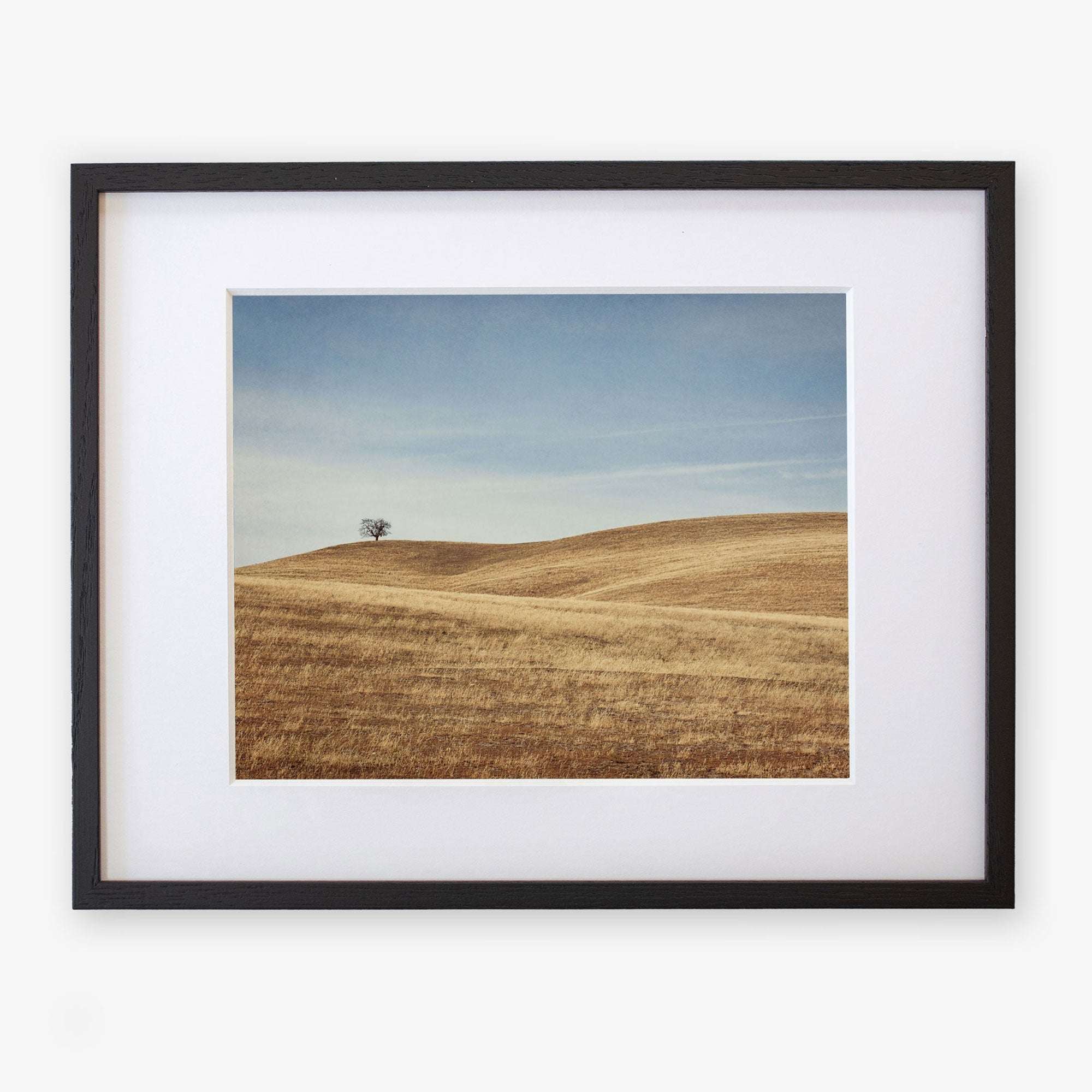 A framed photograph of a lone tree on a gently rolling, golden-brown grassy hill in the Santa Ynez Valley under a clear sky. The frame is black with a white mat. Offley Green's California Central Coast Landscape Print 'Golden Ynez'.