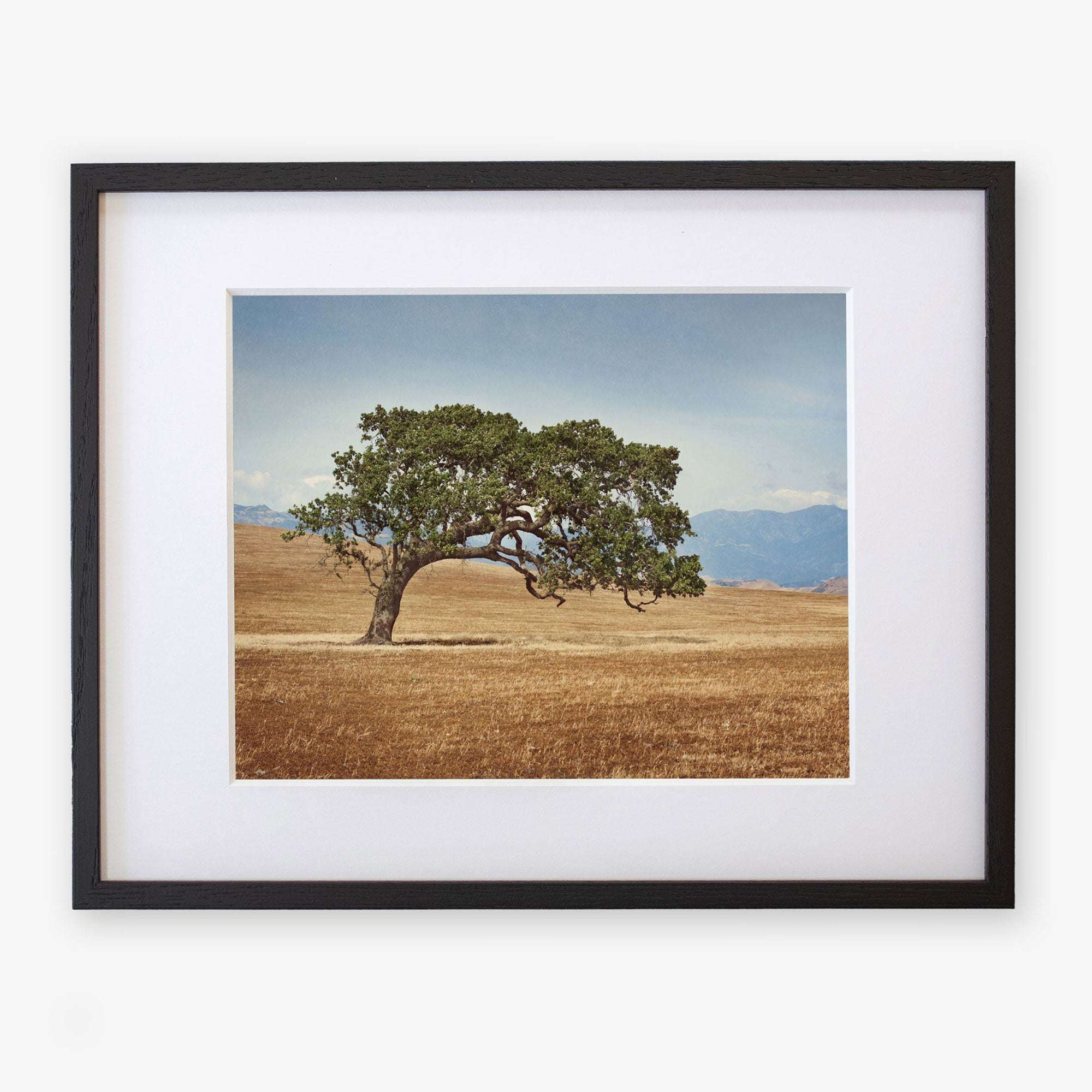A framed photograph of a lone California Oak Tree Print, 'Windswept' in a golden grassy field of the Santa Ynez Valley, with distant mountains partially visible in the background by Offley Green.