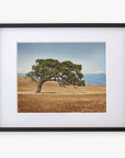 A framed photograph of a lone California Oak Tree Print, 'Windswept' in a golden grassy field of the Santa Ynez Valley, with distant mountains partially visible in the background by Offley Green.