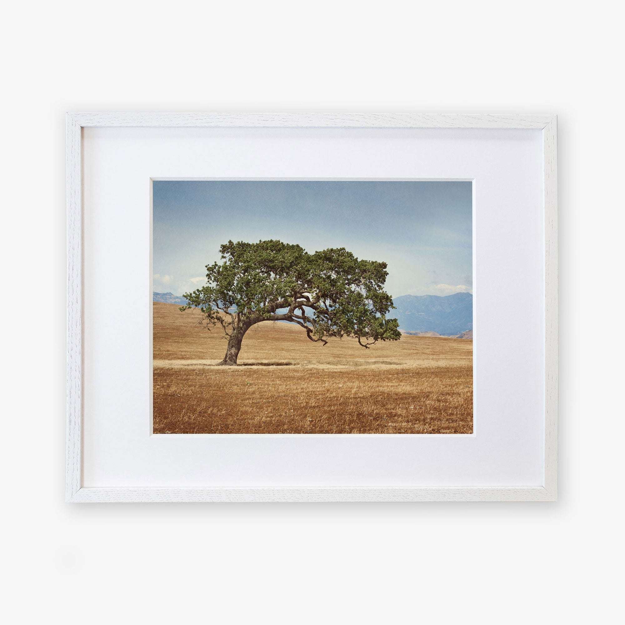 Framed photograph of a solitary California Oak Tree Print, 'Windswept' in a dry grassland with distant mountains under a clear sky, displayed on archival photographic paper on a white background by Offley Green.