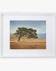 Framed photograph of a solitary California Oak Tree Print, 'Windswept' in a dry grassland with distant mountains under a clear sky, displayed on archival photographic paper on a white background by Offley Green.