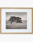 Black and white photograph of a solitary Offley Green 'Windswept (Black and White)' Californian Oak Tree Landscape in a grassy field framed in a light wooden frame, hung on a white wall.