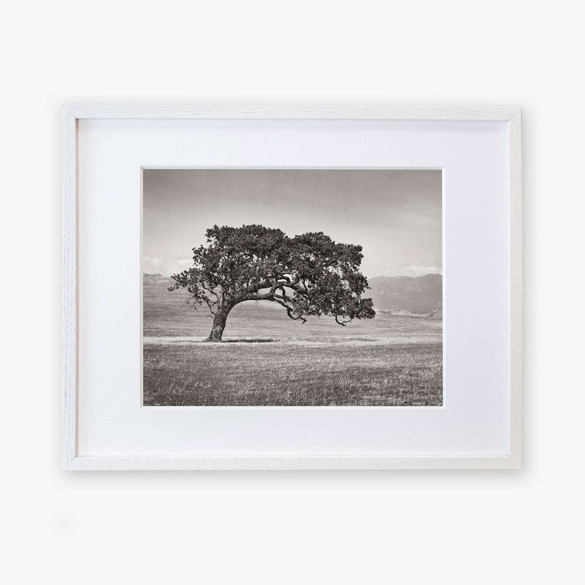 Black-and-white photograph of a single, large Californian Oak Tree Landscape, 'Windswept (Black and White)' by Offley Green standing in an open field, framed in a white mat and light wood frame. The background features distant mountains and an expansive sky, giving the image a serene, timeless feel. Printed on archival photographic paper with a non-glossy lustre finish.