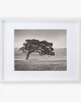 Black-and-white photograph of a single, large Californian Oak Tree Landscape, 'Windswept (Black and White)' by Offley Green standing in an open field, framed in a white mat and light wood frame. The background features distant mountains and an expansive sky, giving the image a serene, timeless feel. Printed on archival photographic paper with a non-glossy lustre finish.