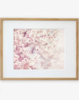 Framed pink floral print of pink cherry blossoms in full bloom, captured on archival photographic paper with a soft-focus background, in a light wooden frame against a white backdrop by Offley Green.