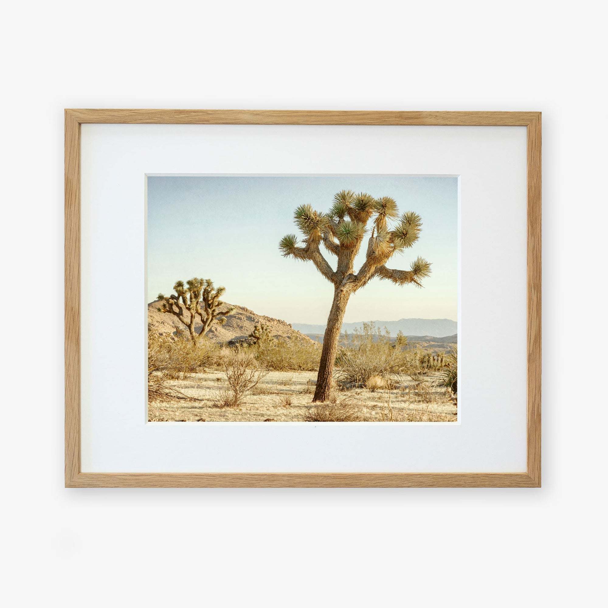 A framed print of a 'Mighty Joshua' in a dry desert landscape, displayed against a white background. The frame is simple and wooden, complementing the natural scene.
