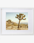 Joshua Tree Print, 'Mighty Joshua'