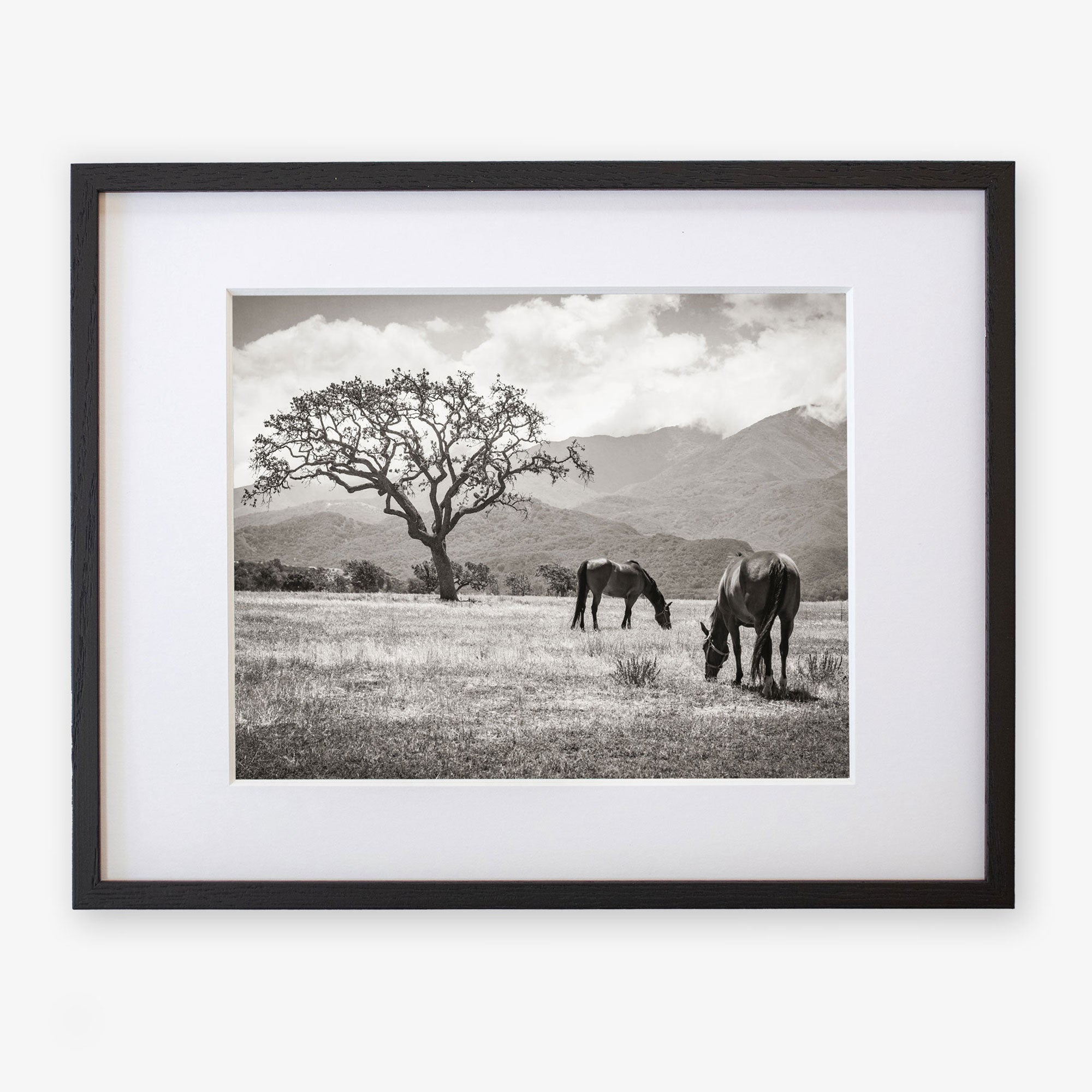 Rustic Print of Horses in a Field, 'Santa Ynez Horses (Black and White)'