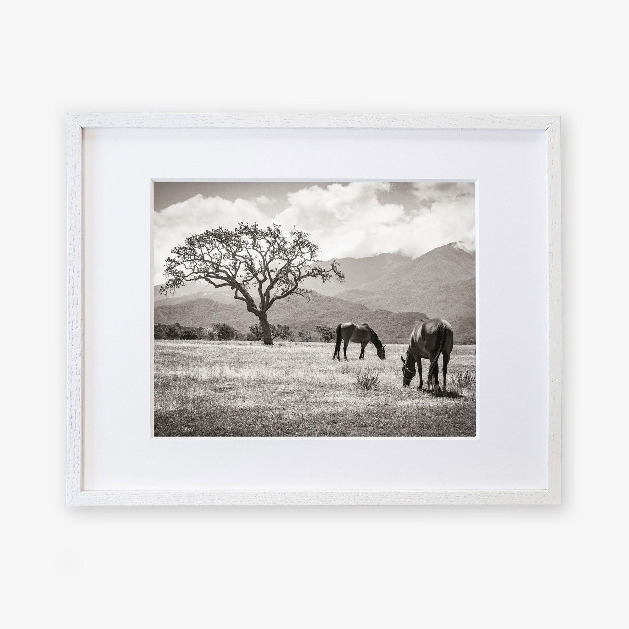 Rustic Print of Horses in a Field, 'Santa Ynez Horses (Black and White)'